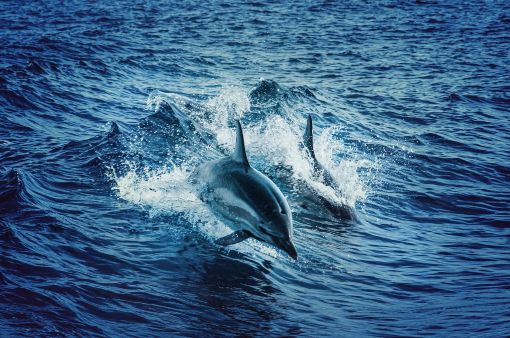 things to do in mt pleasant, sc - dolphin tour