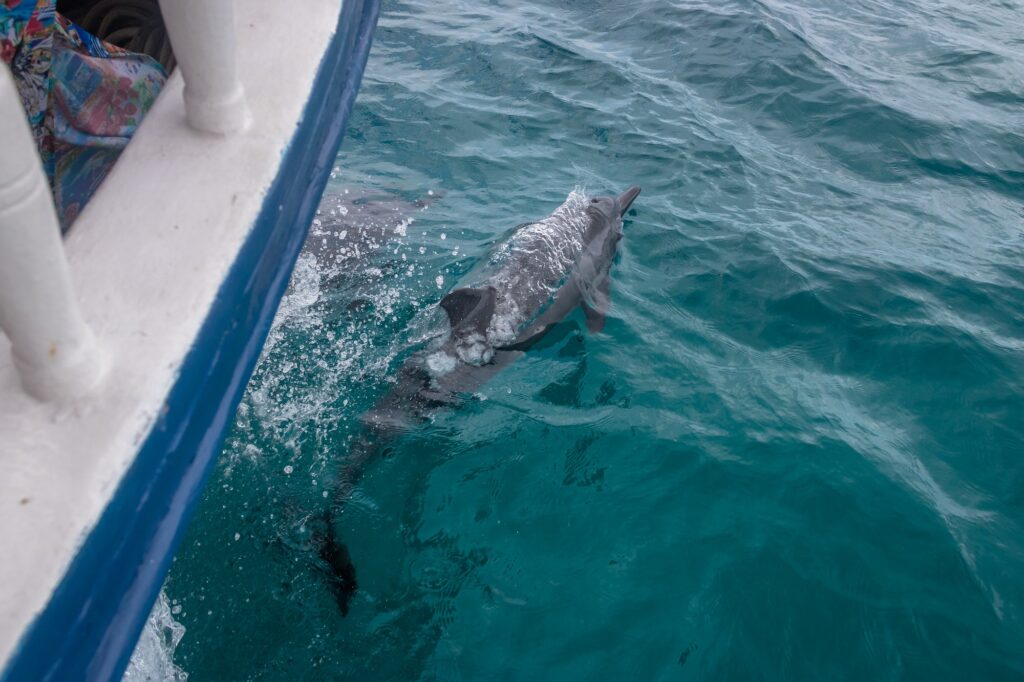 dolphin tour isle of palms